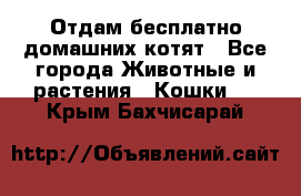 Отдам бесплатно домашних котят - Все города Животные и растения » Кошки   . Крым,Бахчисарай